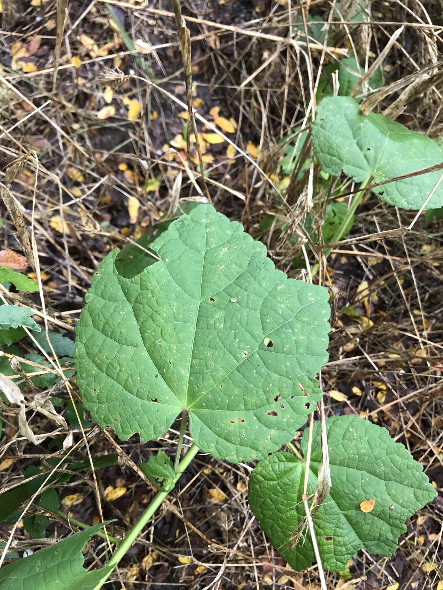 Malvaviscus arboreus